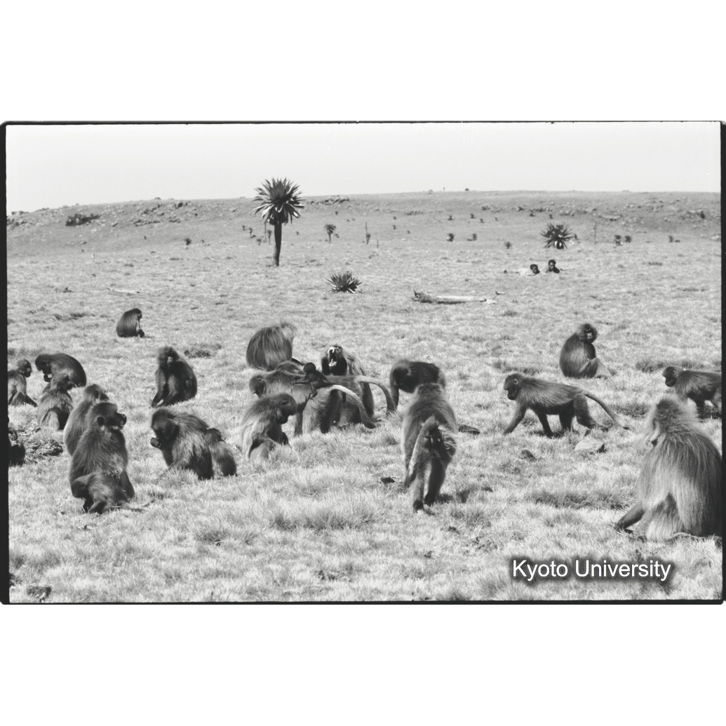 [３４コマ目]「リーダー雄とセカンド雄」 (1)