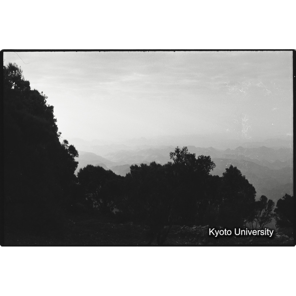 [１８コマ目]「ジャイアントヒースの森」 (1)