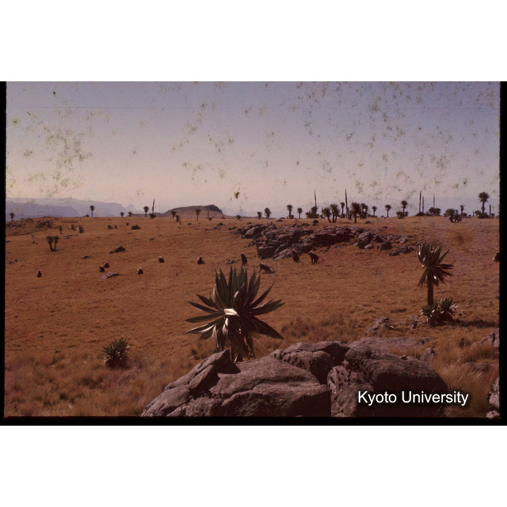 Sm　1973　1379 (1)