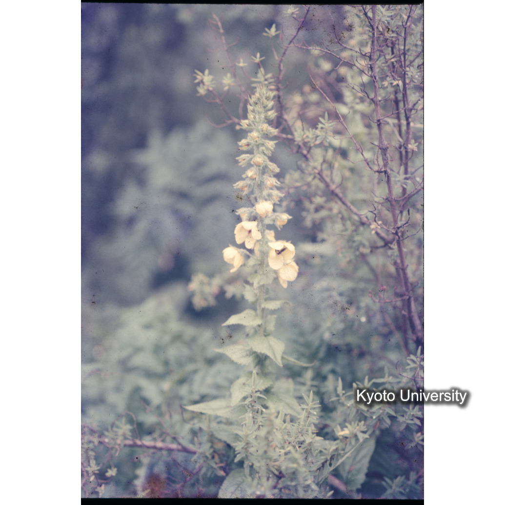 Sm　1973　1324 (1)