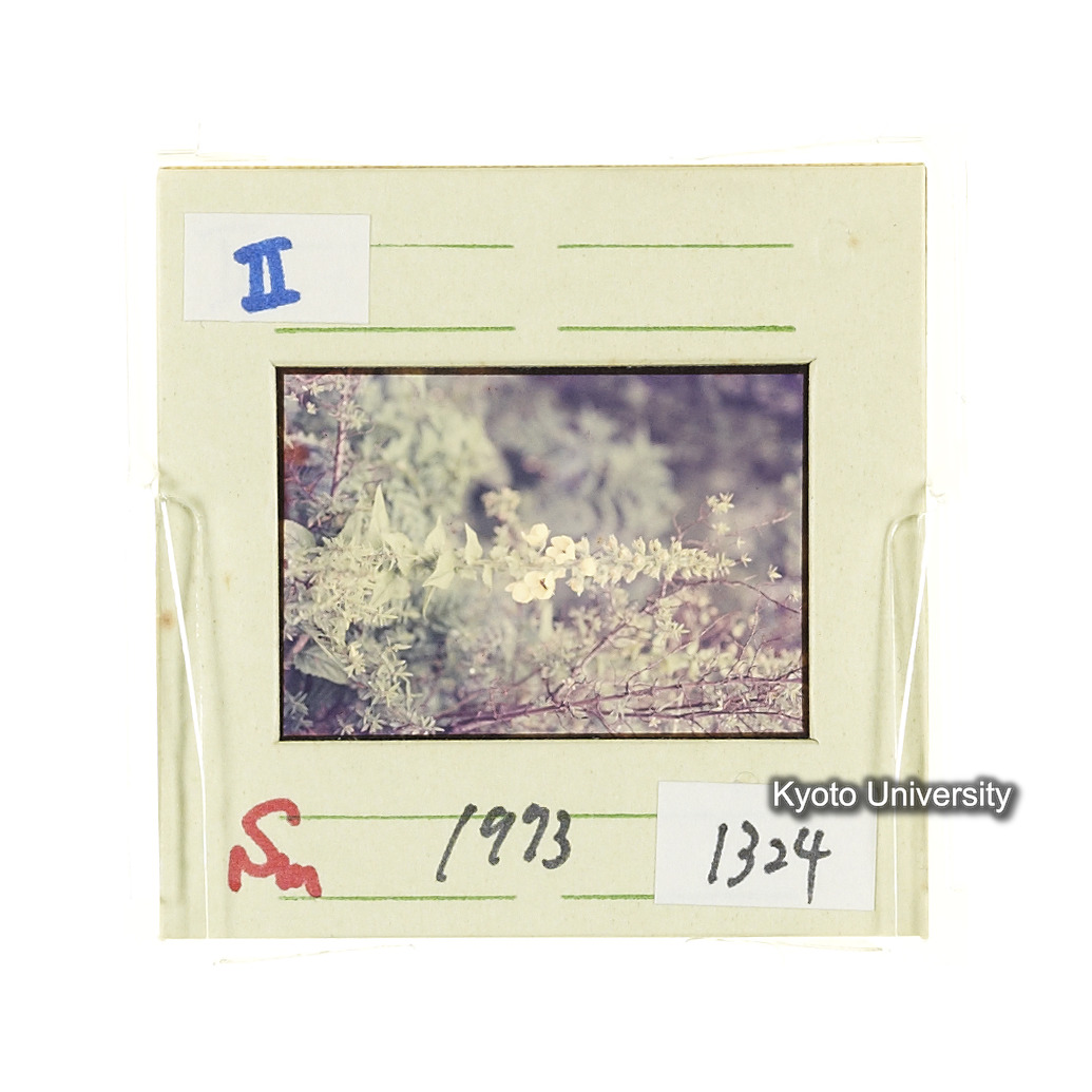 Sm　1973　1324 (2)