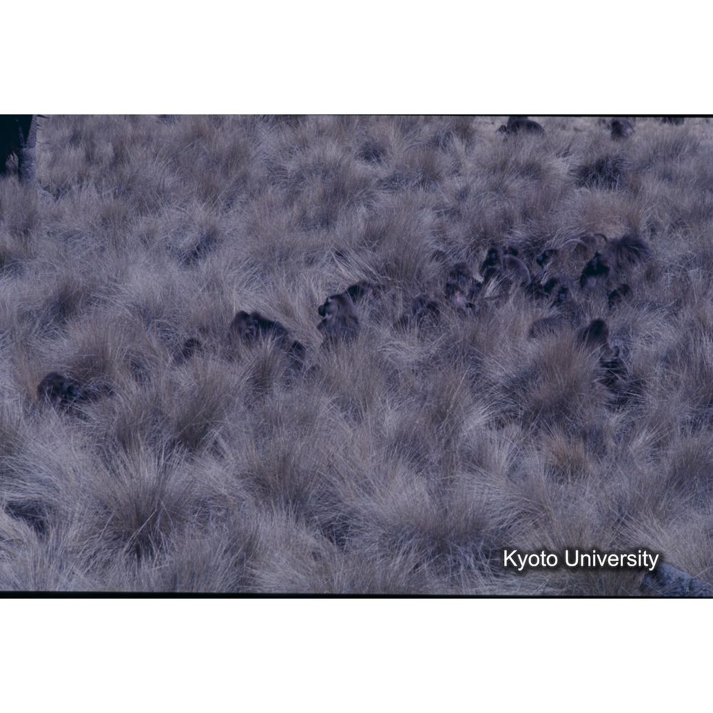 Sm　1973　R66　●[赤色シール] (1)