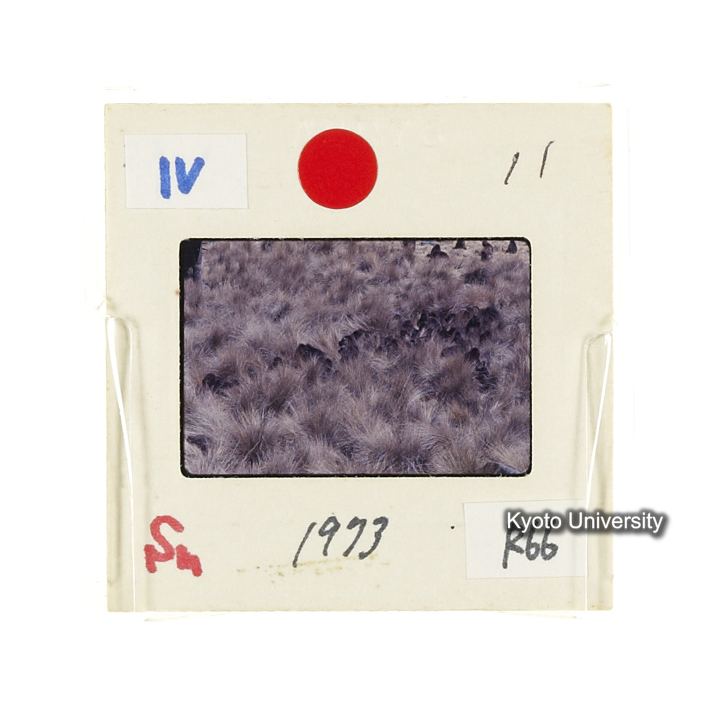 Sm　1973　R66　●[赤色シール] (2)