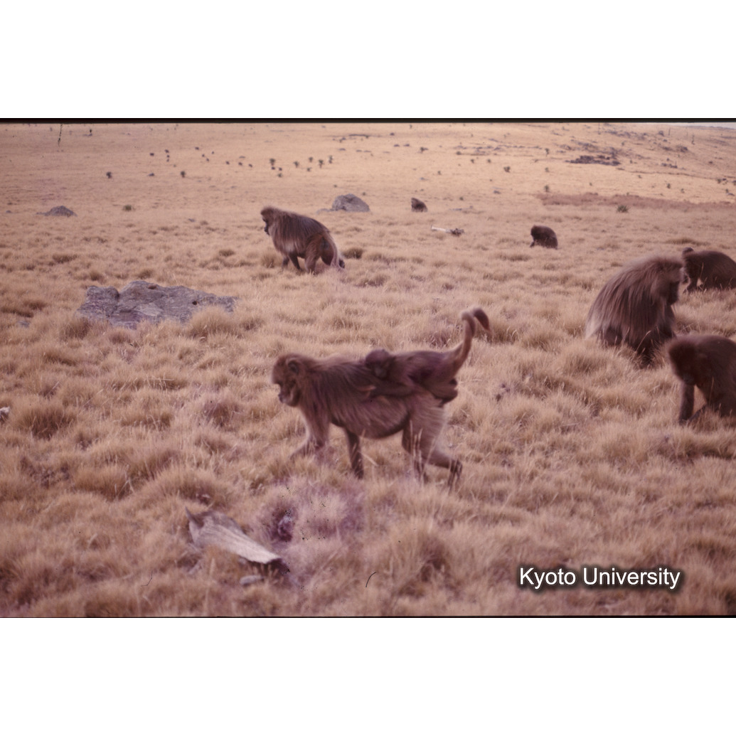 Sm　1973　1235 (1)