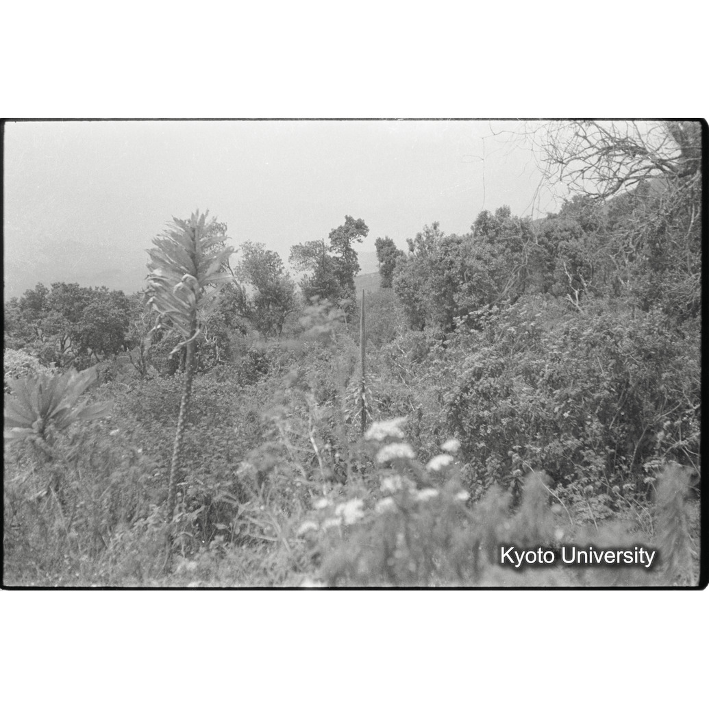 [１コマ目]「植生」 (1)