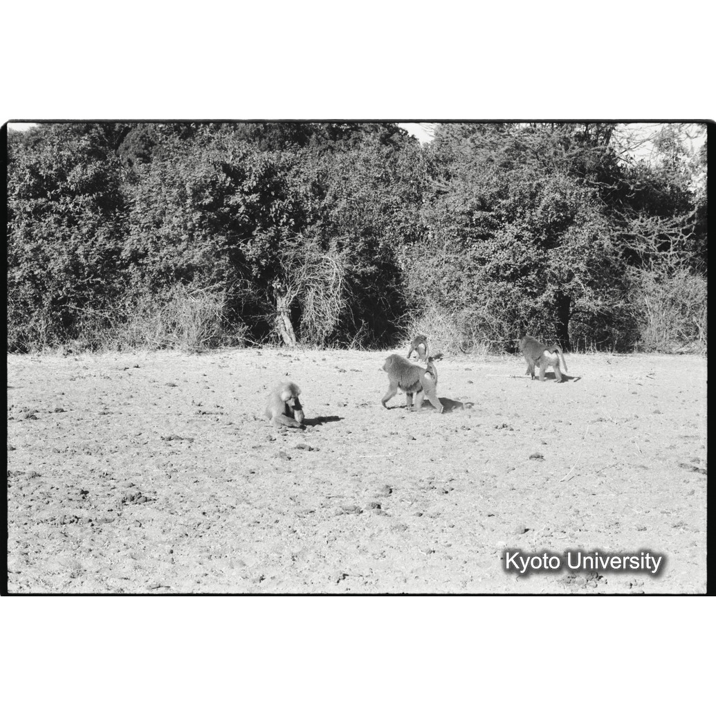 [３４コマ目]「雑種雄とアヌビスヒヒの雄」 (1)