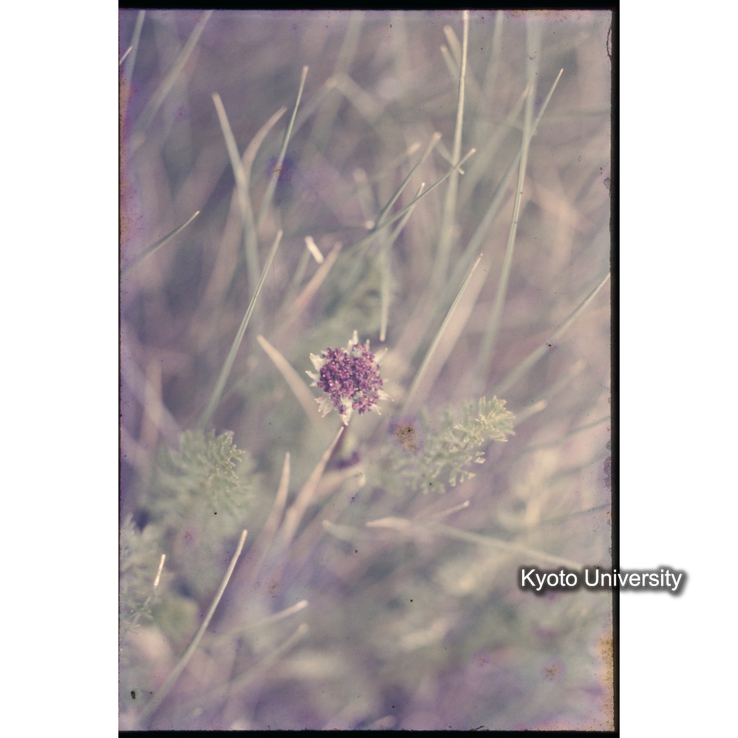 Sm　1973　1333 (1)