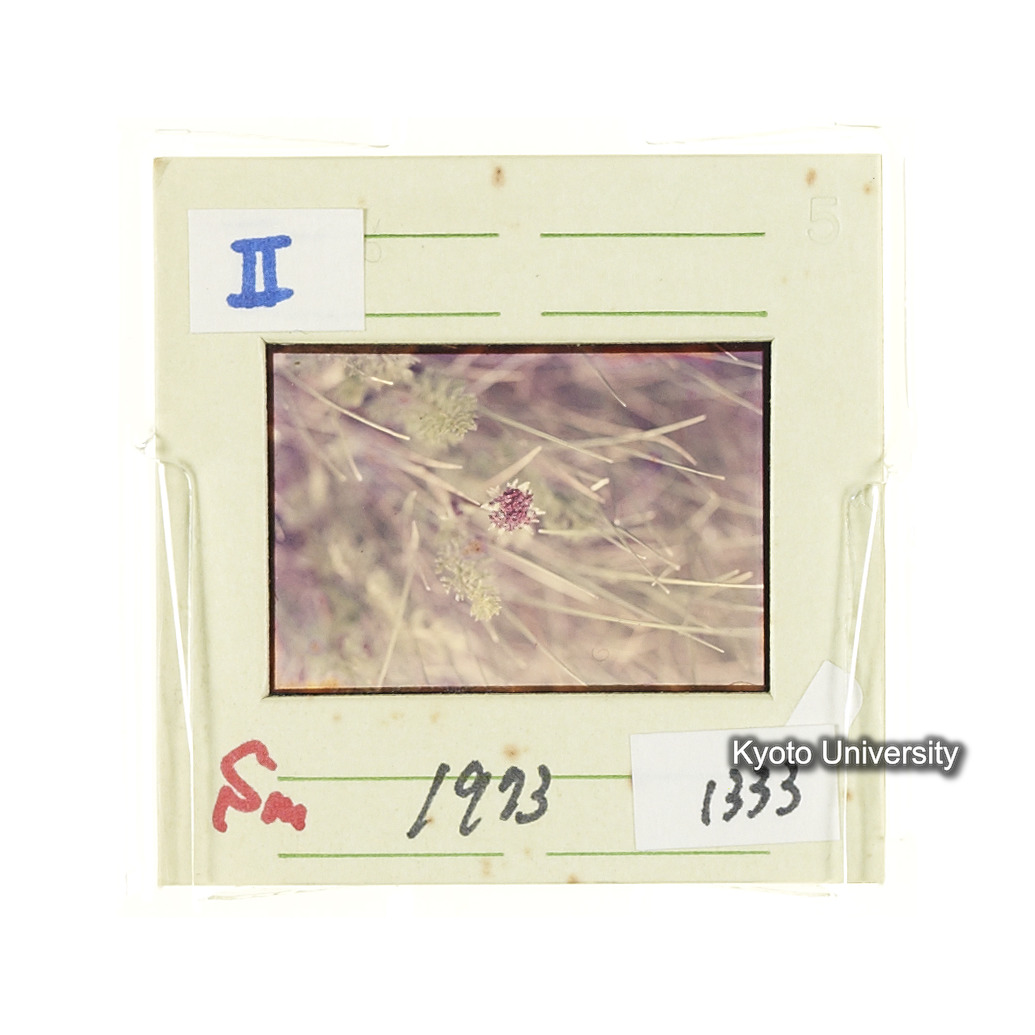 Sm　1973　1333 (2)