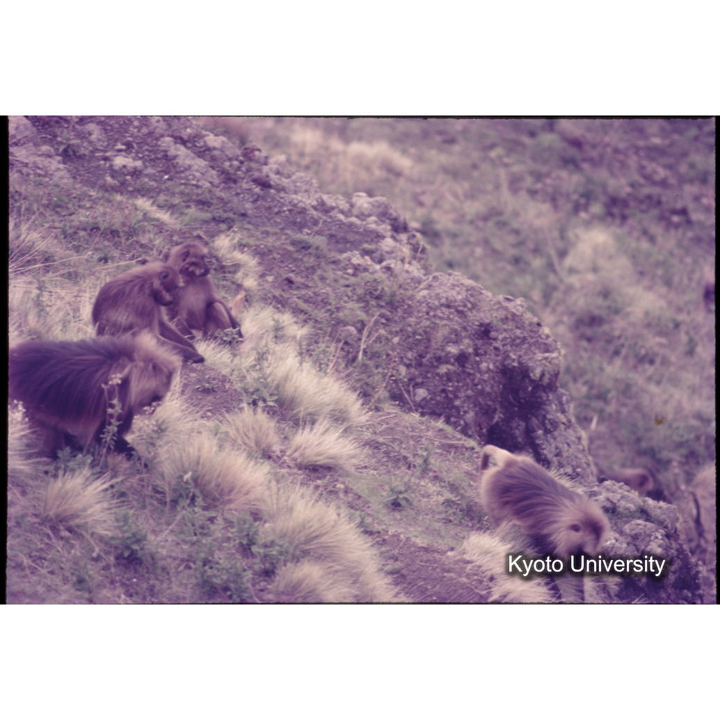 Sm　1973　1180 (1)