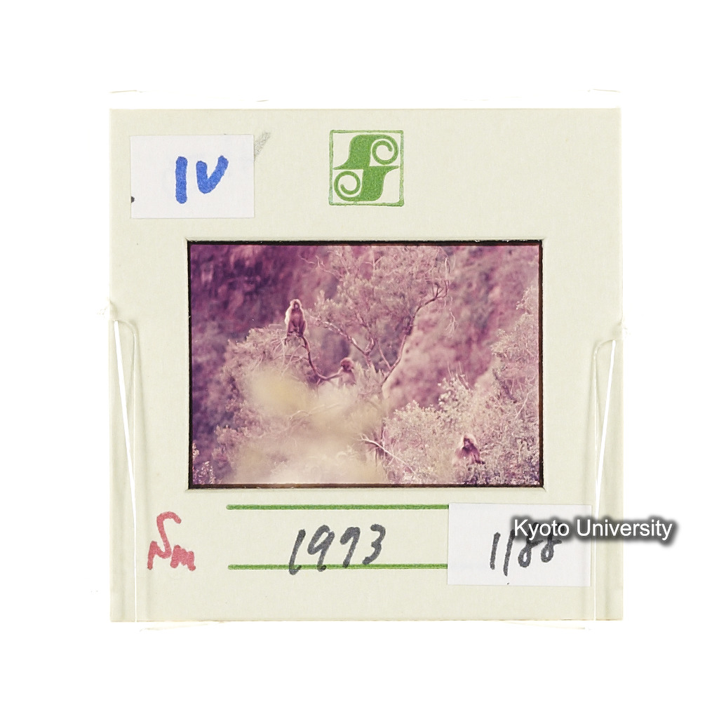 Sm　1973　1188 (2)