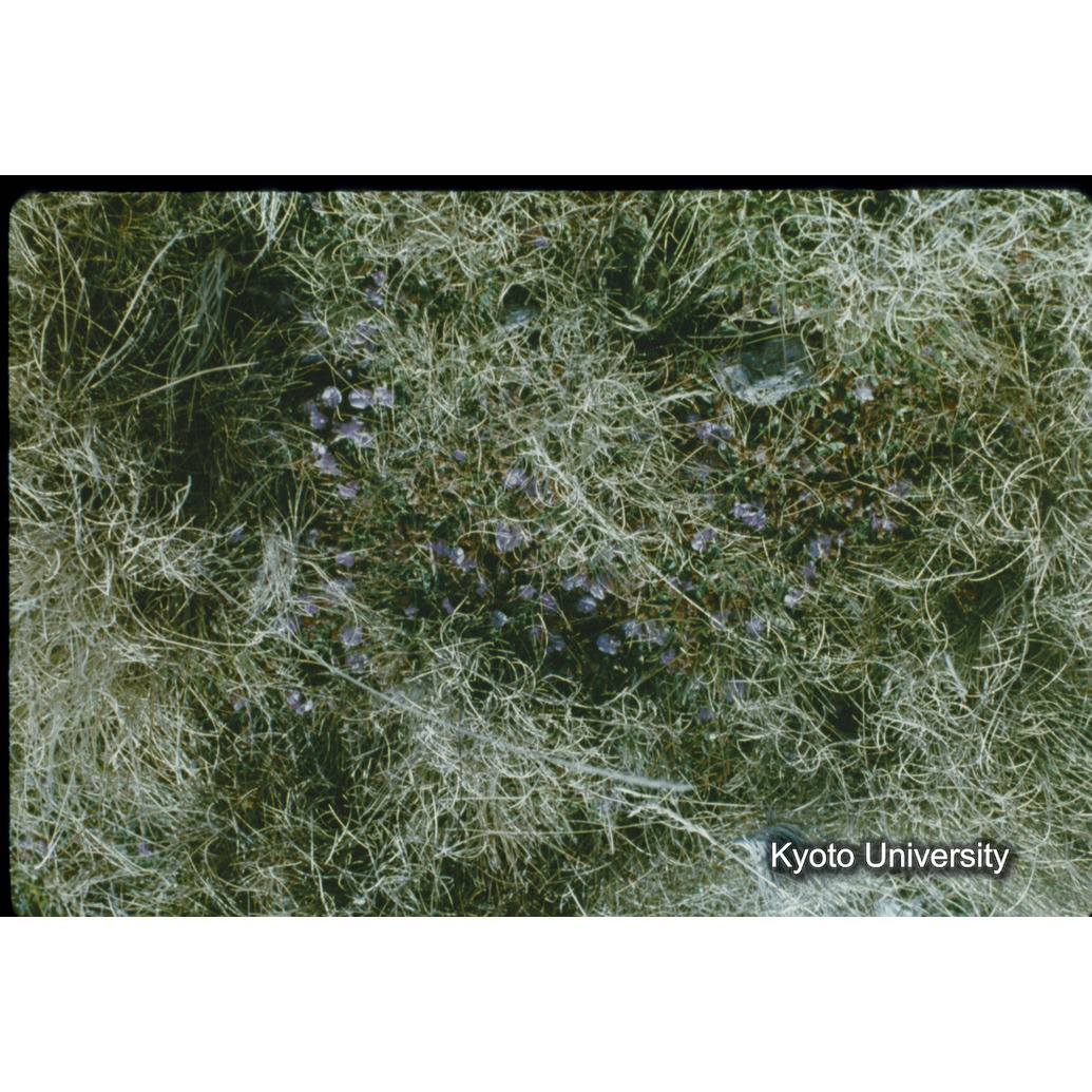 Sm　1973　3　（N）[赤色, 丸囲み] (1)