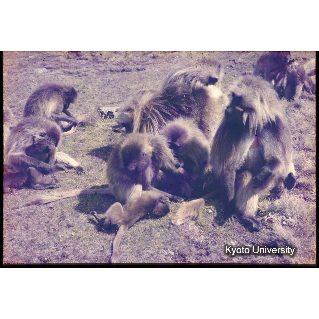 Sm　1973　1342 (1)