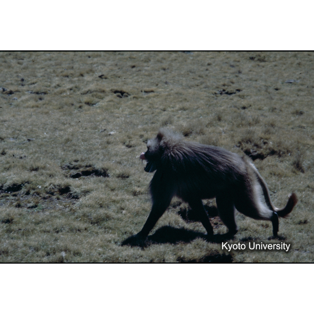 Sm　1973　19　（N）[赤色, 丸囲み] (1)