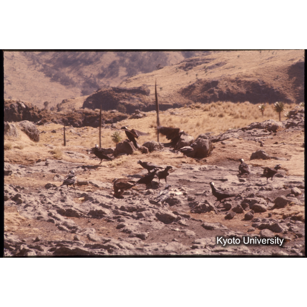 Sm　1973　1053 (1)