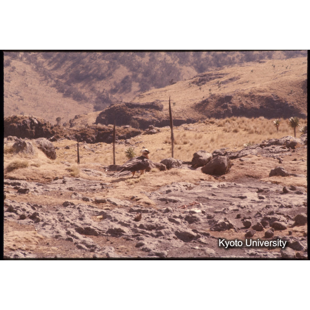 Sm　1973　1056 (1)