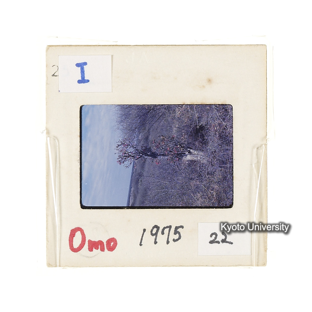 Omo　1975　22 (2)