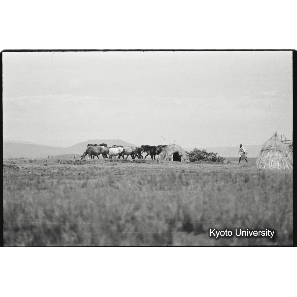 [１４コマ目]「シダモ族の農家（６）」 (1)