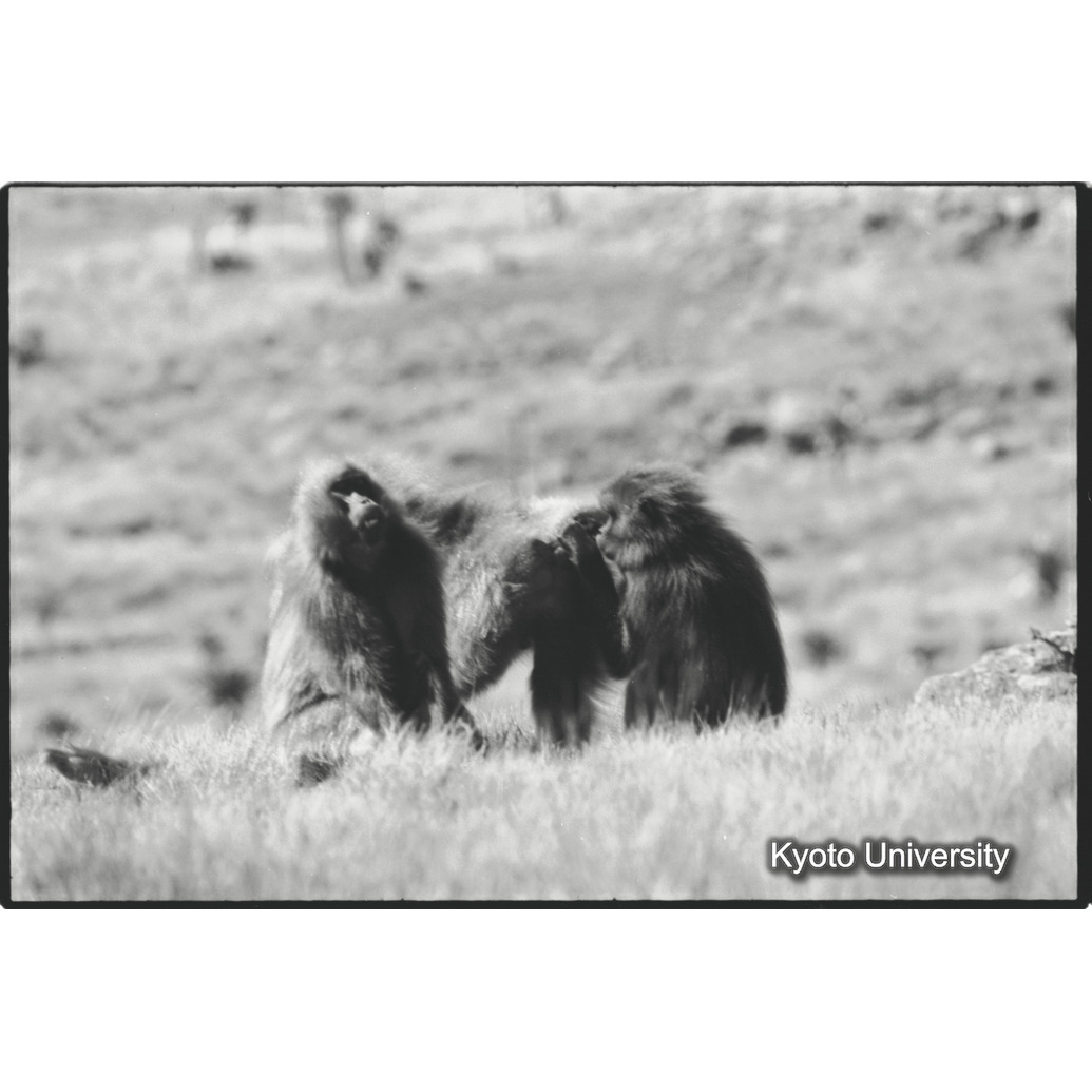 [２５コマ目]「×」 (1)