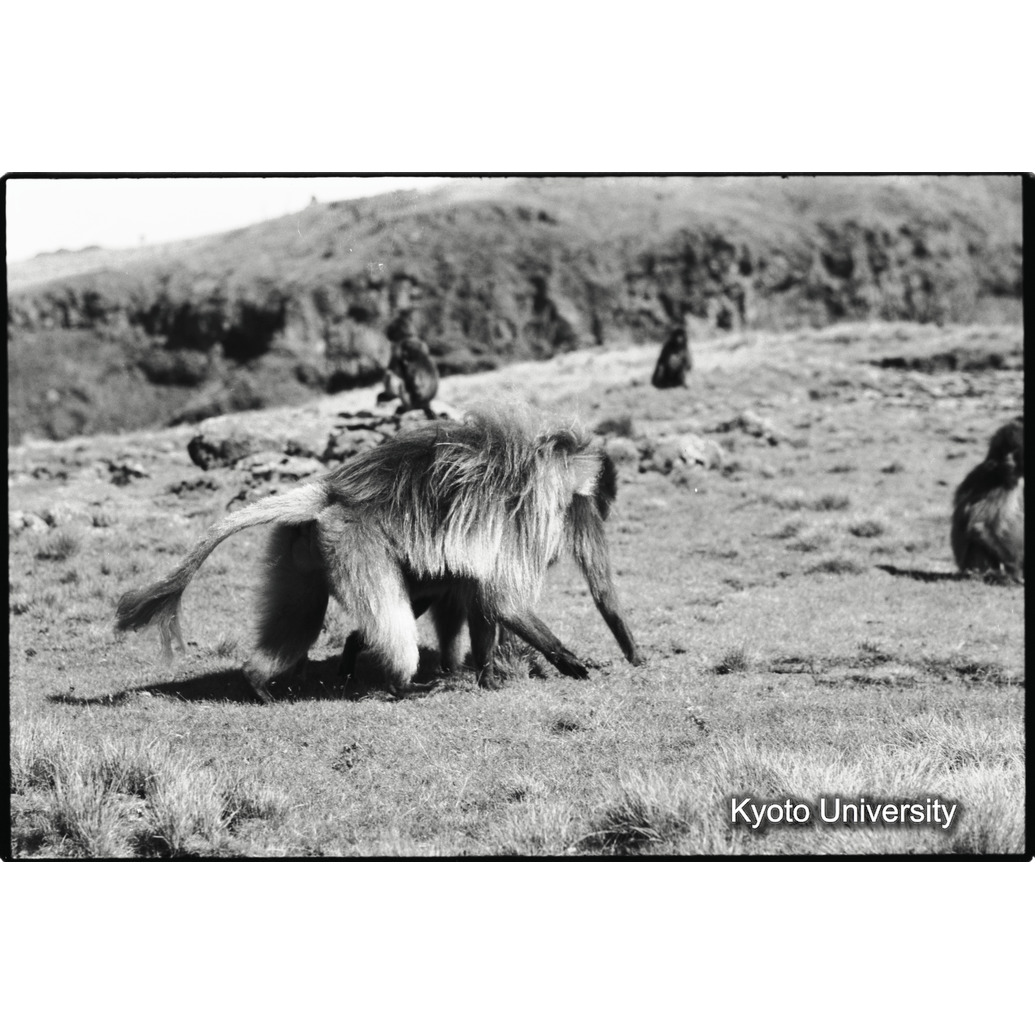 [３コマ目]「アダルト雄のポートレート採食風景」 (1)