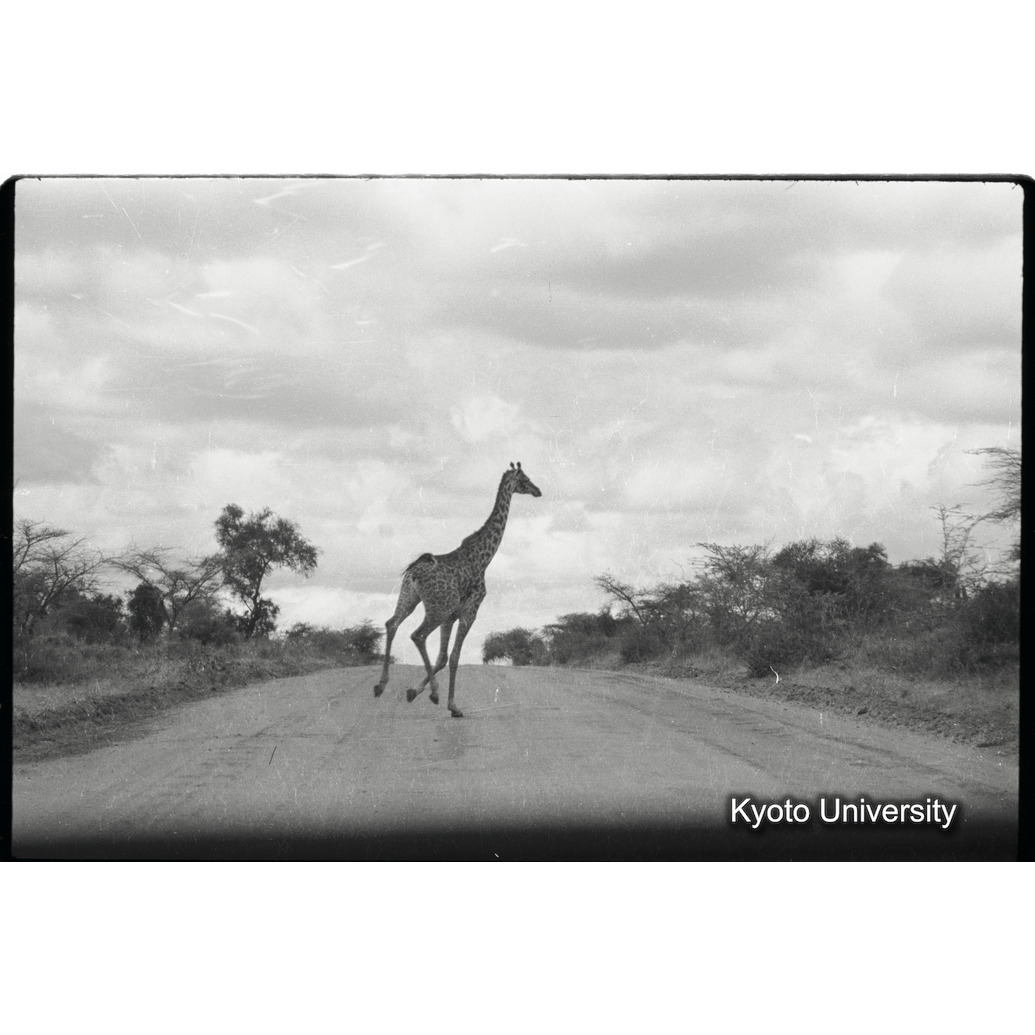 [14コマ目]「マサイキリン（３）」 (1)