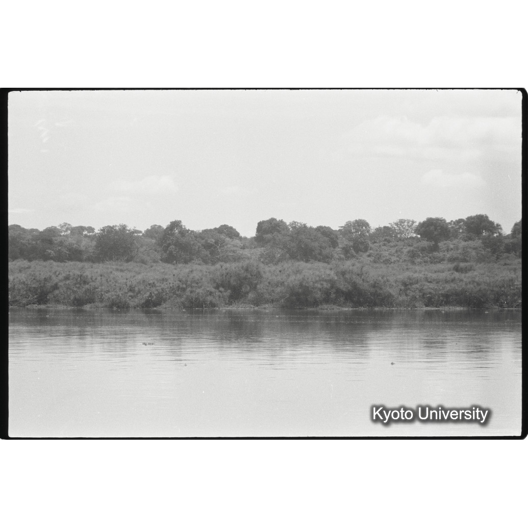 [14コマ目]「岸辺の森（１）」 (1)