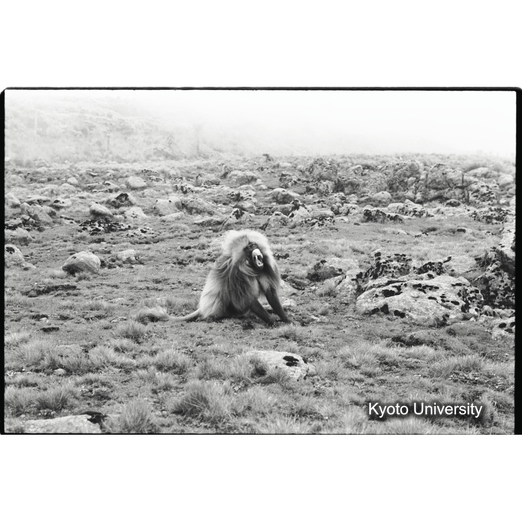 [２８コマ目]「リーダーの威嚇の表情」 (1)