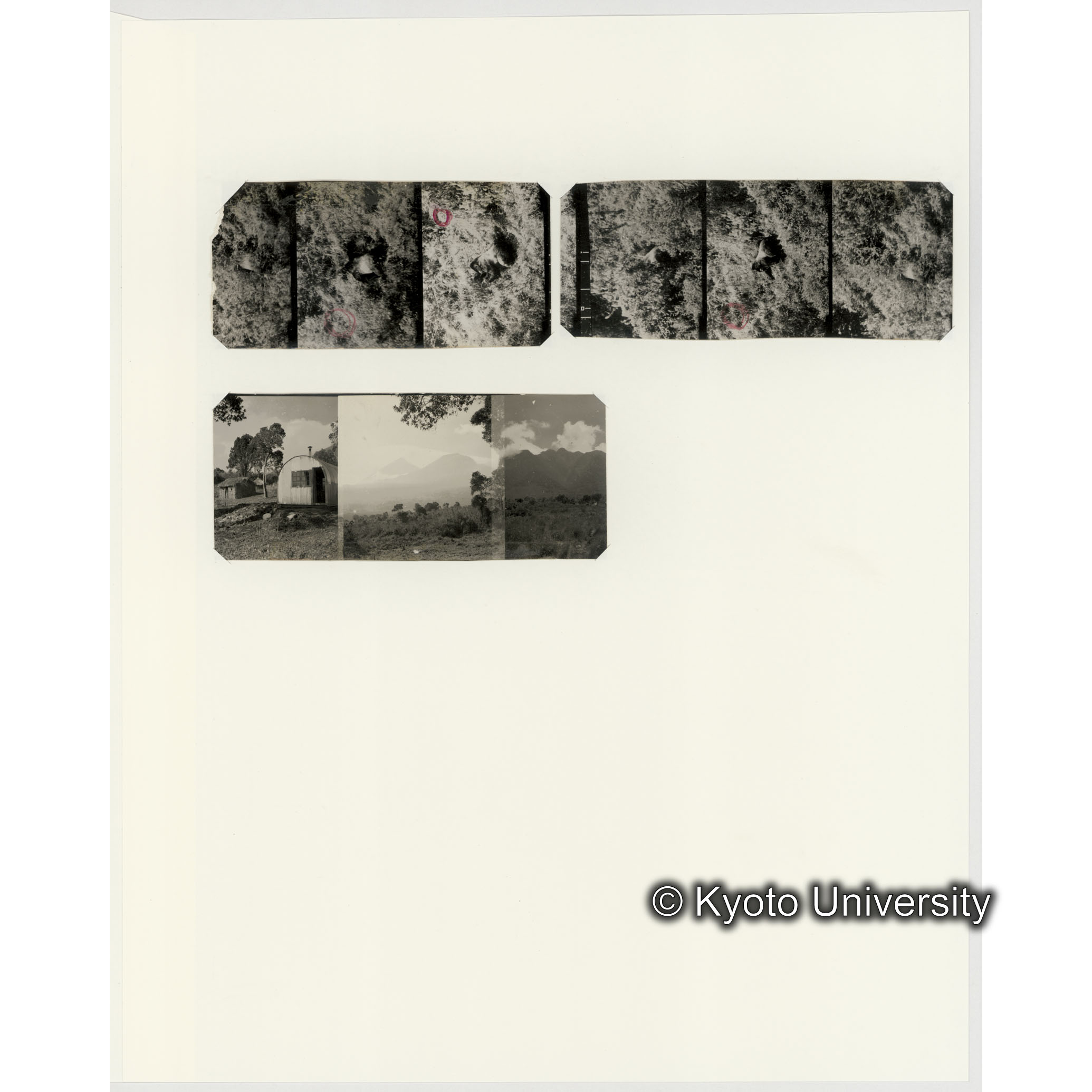 [ネガフィルムスリーブ26]「５５６」 (2)