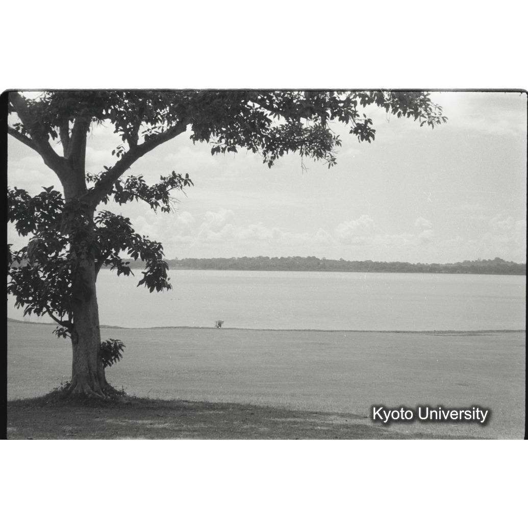 [4コマ目]「エドワード湖畔のハゲコウ（２）」 (1)