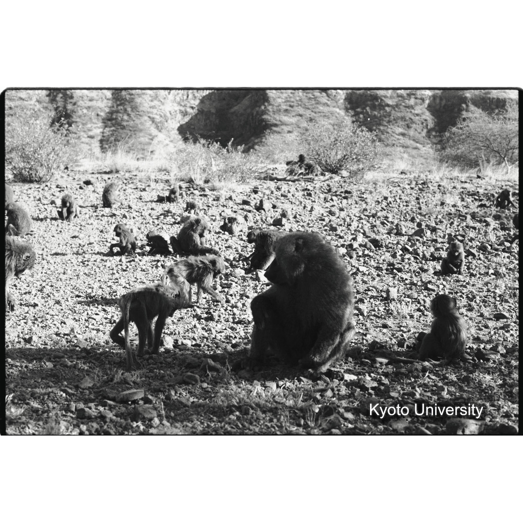 [１３コマ目]「子どもと遊ぶ雑種雄（３）」 (1)