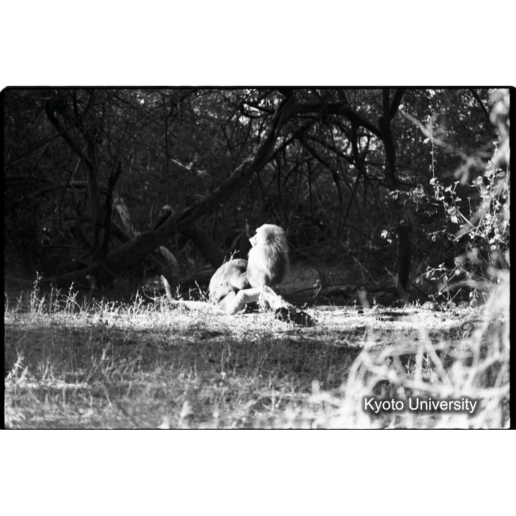 [３４コマ目]「×」 (1)