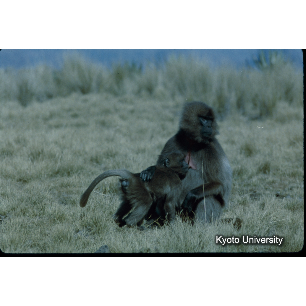 Sm　1973　53　（N）[赤色, 丸囲み] (1)