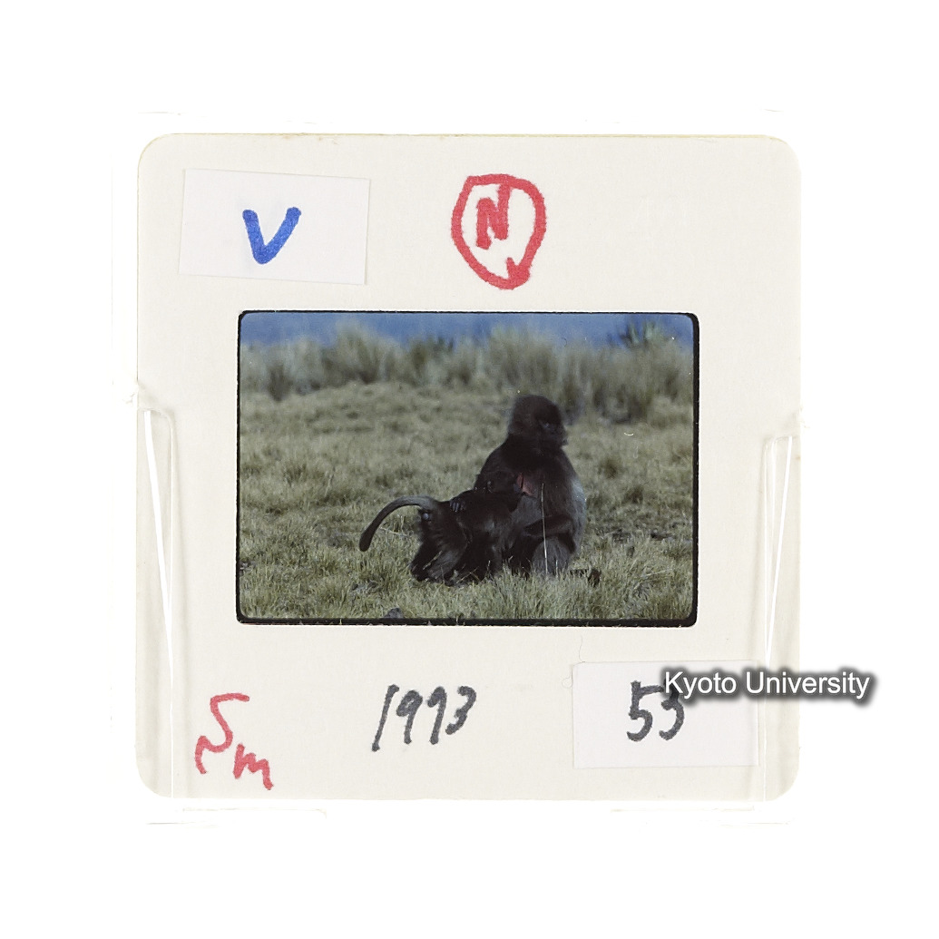 Sm　1973　53　（N）[赤色, 丸囲み] (2)