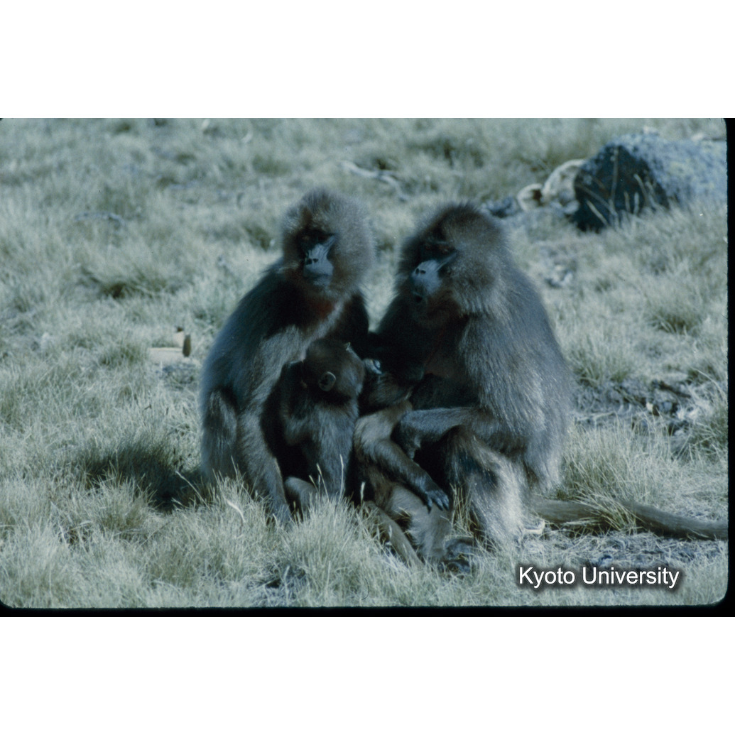 Sm　1973　54　（N）[赤色, 丸囲み] (1)