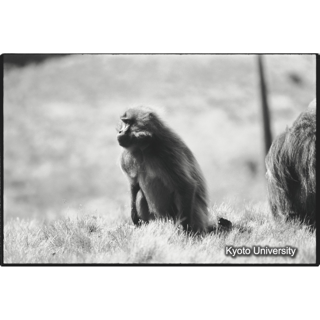 [２７コマ目]「Eバンドの雄グループ（５）」 (1)