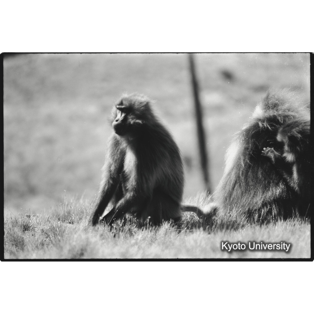 [２６コマ目]「Eバンドの雄グループ（４）」 (1)