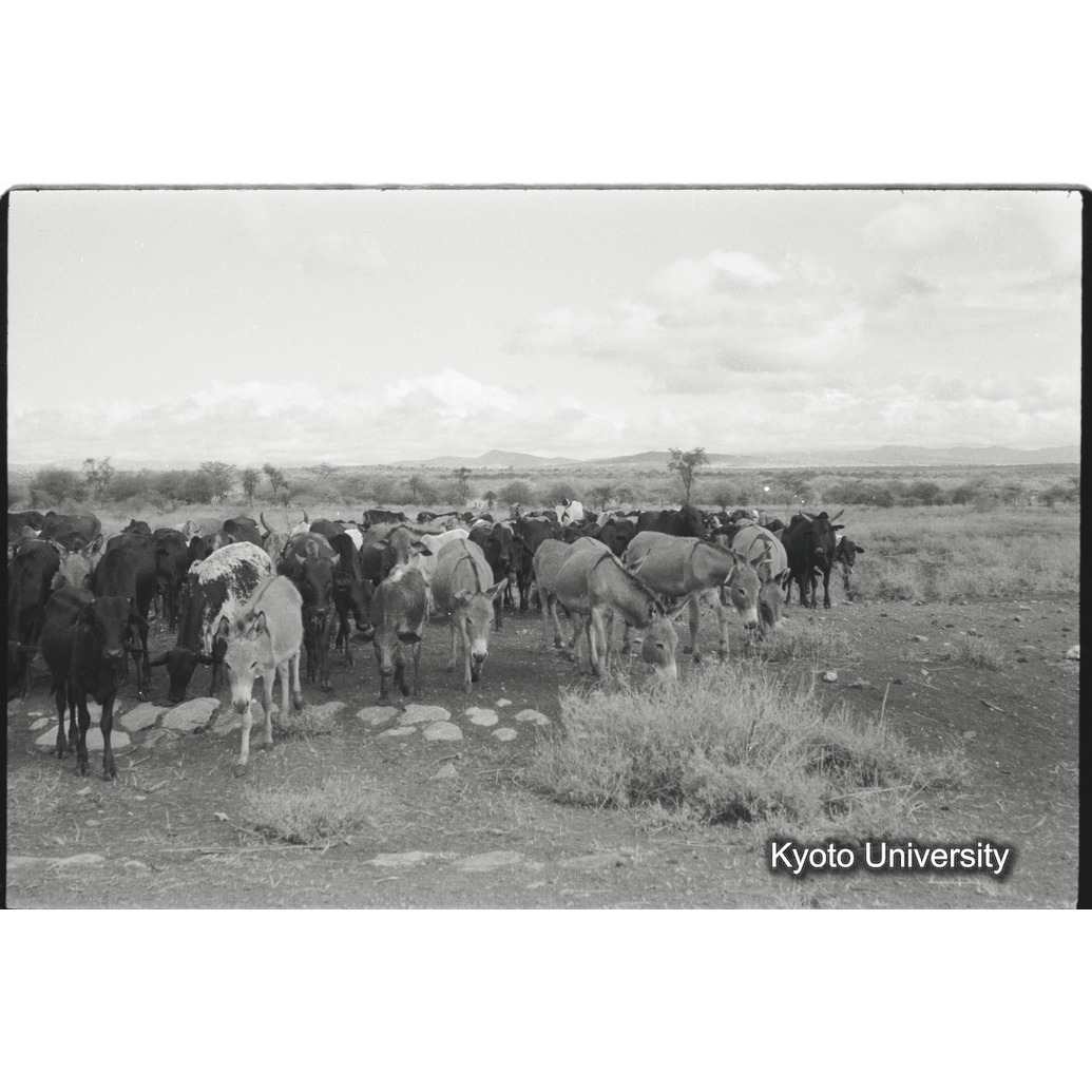 [7コマ目]「ロバと牛（２）」 (1)