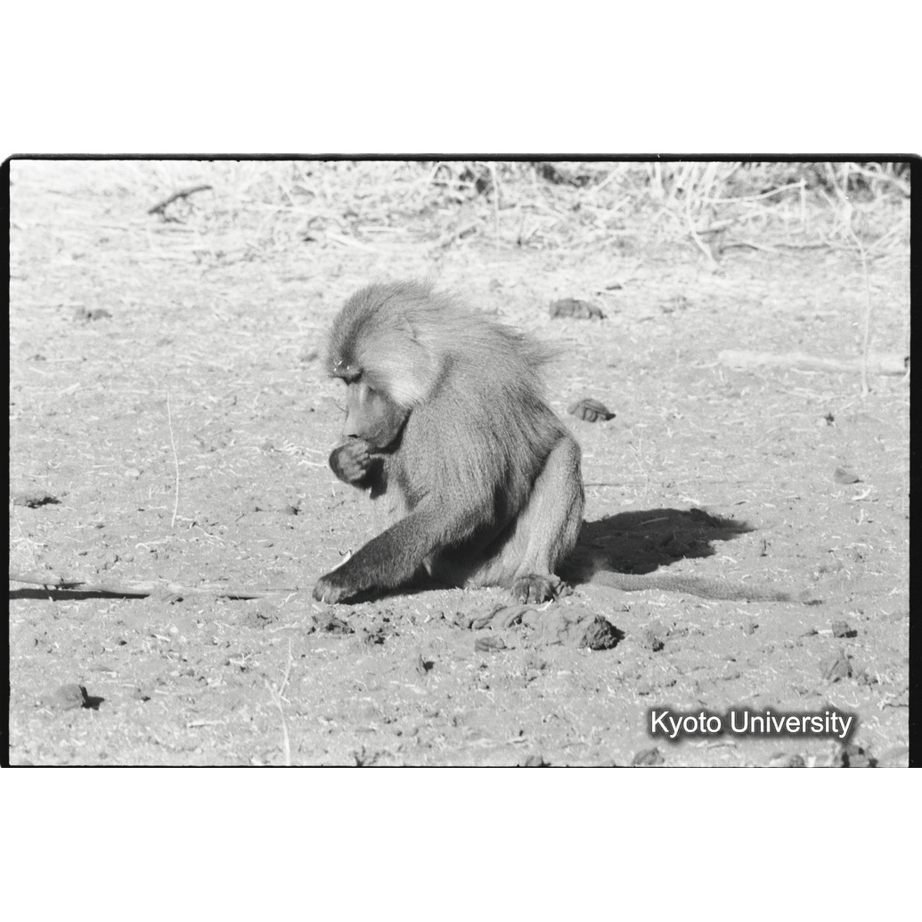 [８コマ目]「少しマントヒヒよりの雄（２）」 (1)