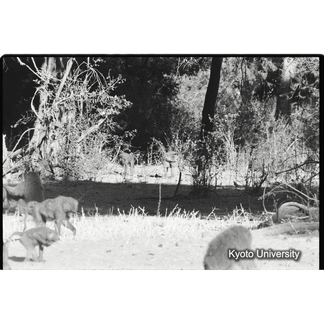 [２２コマ目]「少しマントヒヒよりの雄（１４）」 (1)