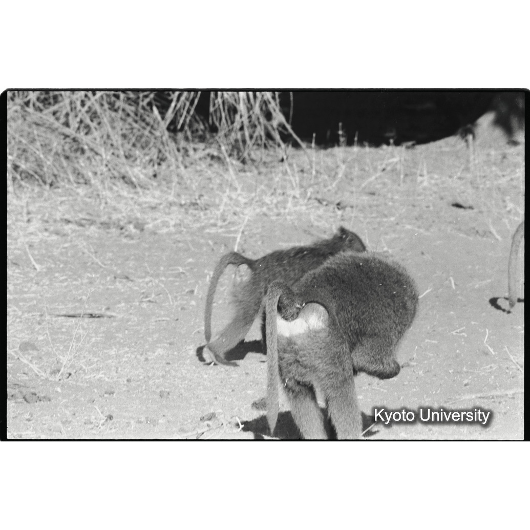 [２６コマ目]「アヌビスヒヒよりの雑種雄（６）」 (1)