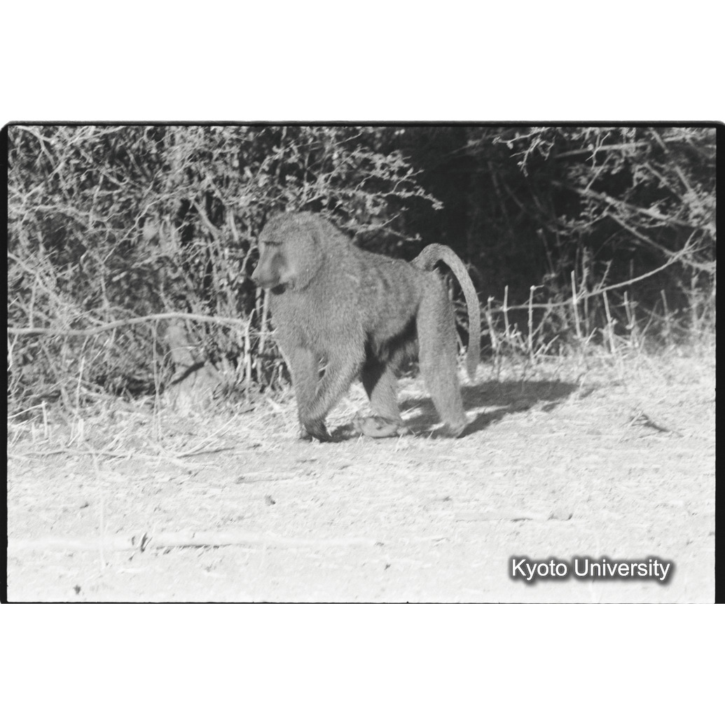 [４コマ目]「アヌビスヒヒよりの雑種雄（１１）」 (1)