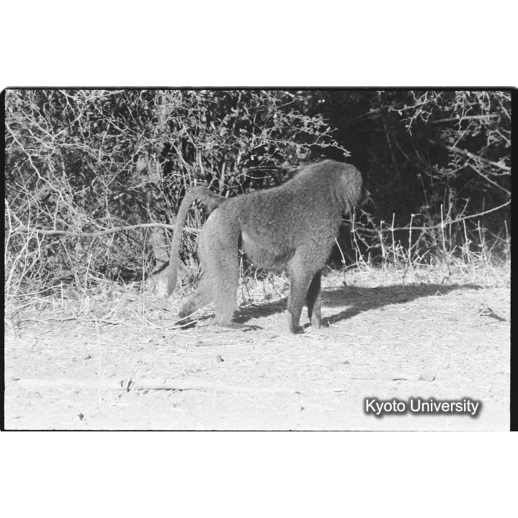 [５コマ目]「アヌビスヒヒよりの雑種雄（１２）」 (1)