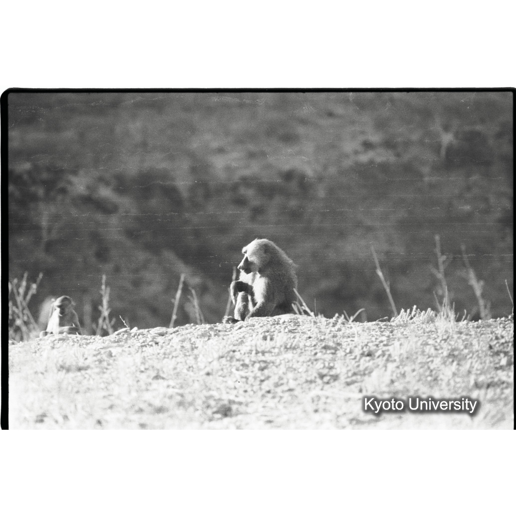 [１５コマ目]「雑種雄の交尾（１）」 (1)