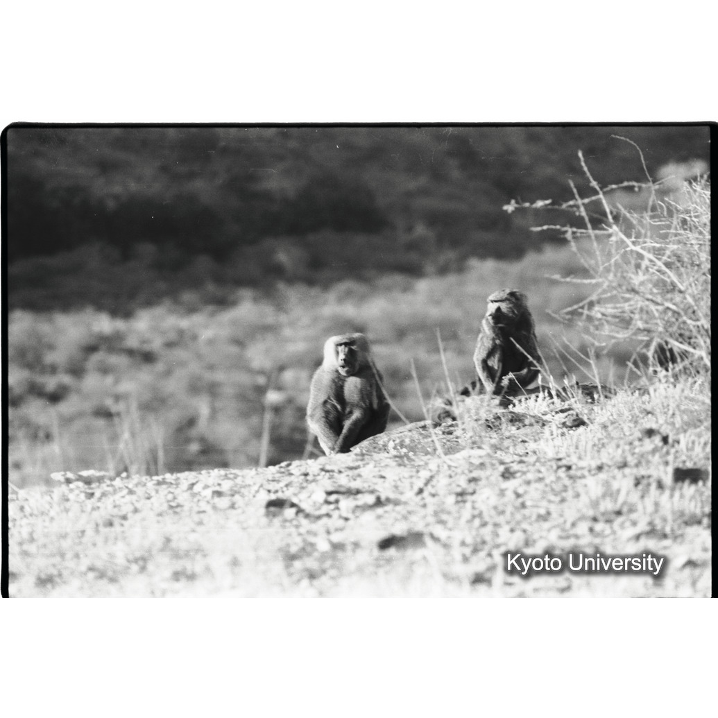 [３２コマ目]「×」 (1)