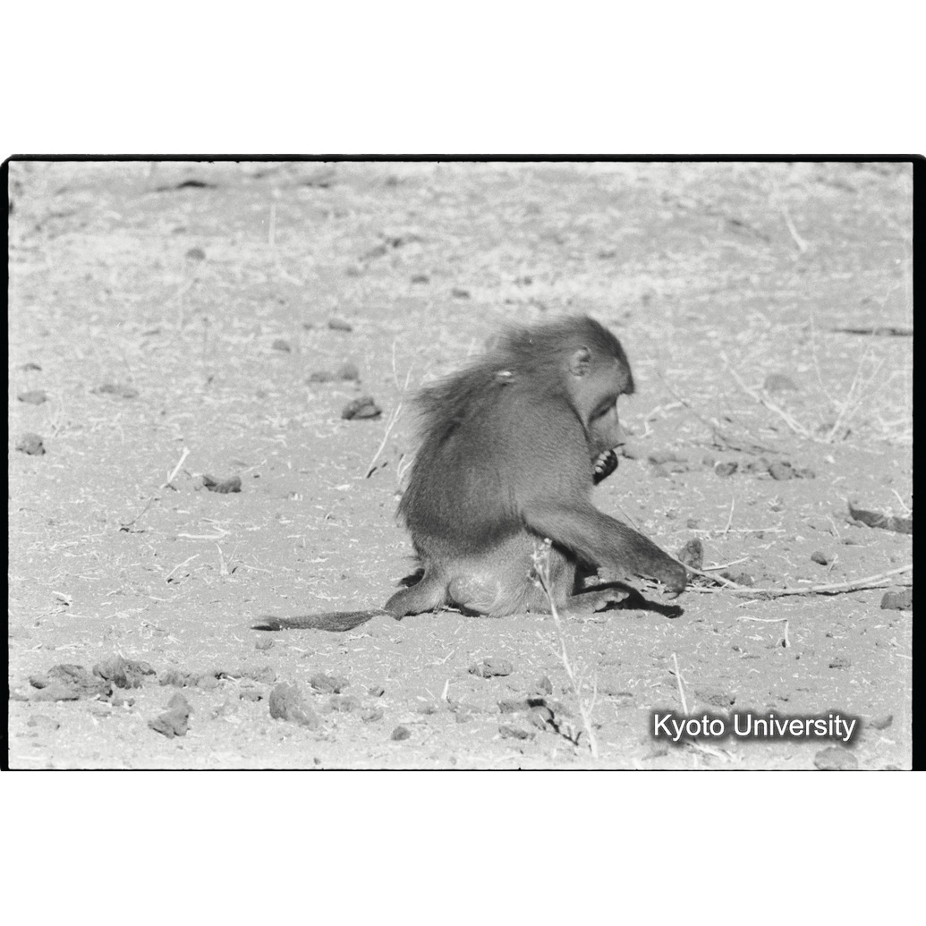 [１７コマ目]「少しマントヒヒよりの雄（１０）」 (1)