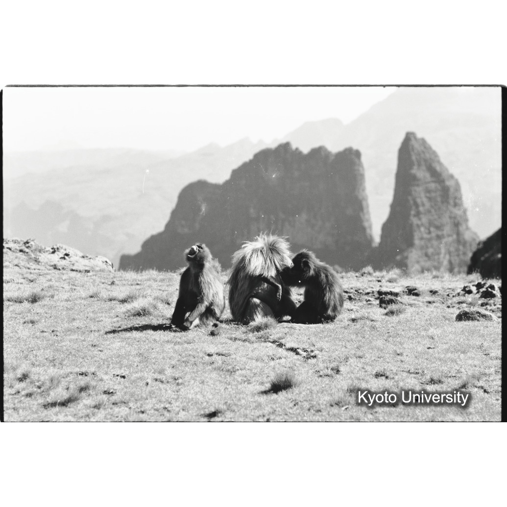 [３０コマ目]「グルーミング（２）」 (1)