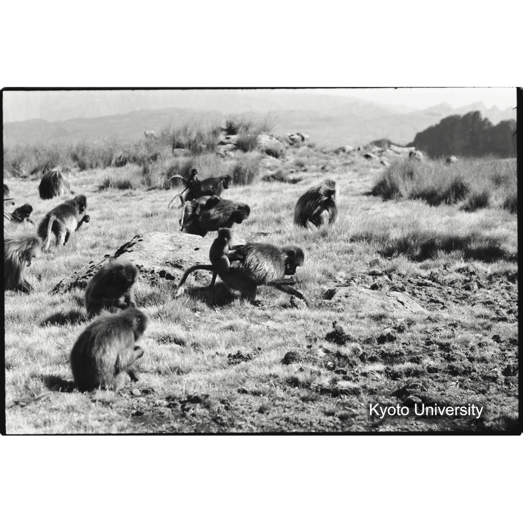 [１５コマ目]「採食風景」 (1)