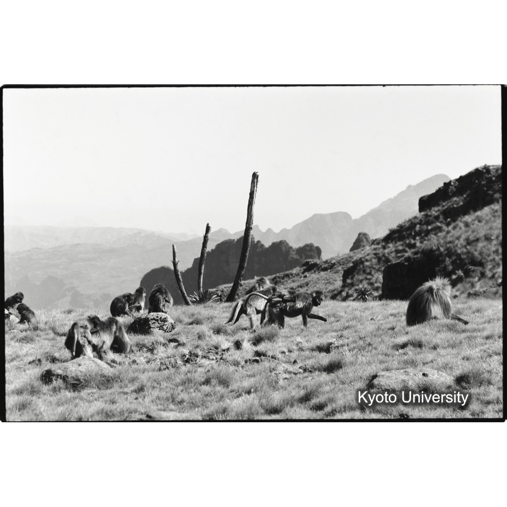 [１６コマ目]「採食風景」 (1)