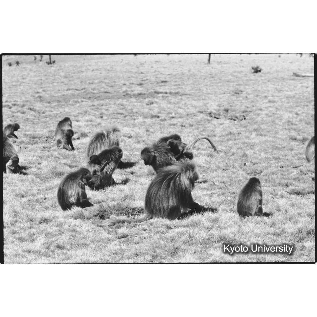 [３３コマ目]「採食風景」 (1)