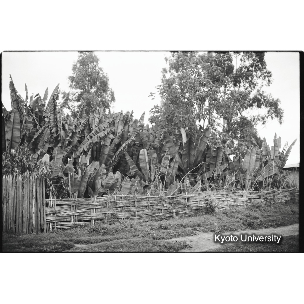 [３５コマ目]「エンセーテ畑」 (1)