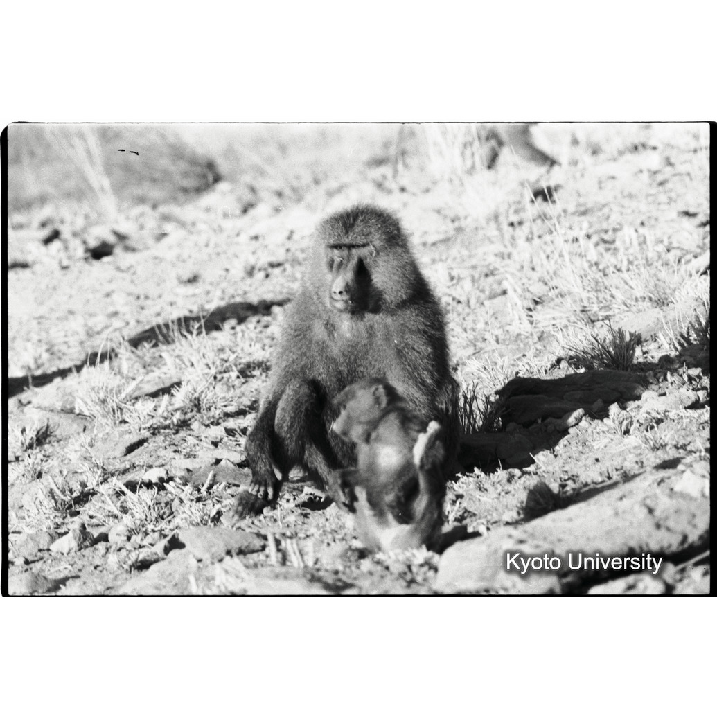 [２コマ目]「アヌビスヒヒよりの雑種（雄）」 (1)